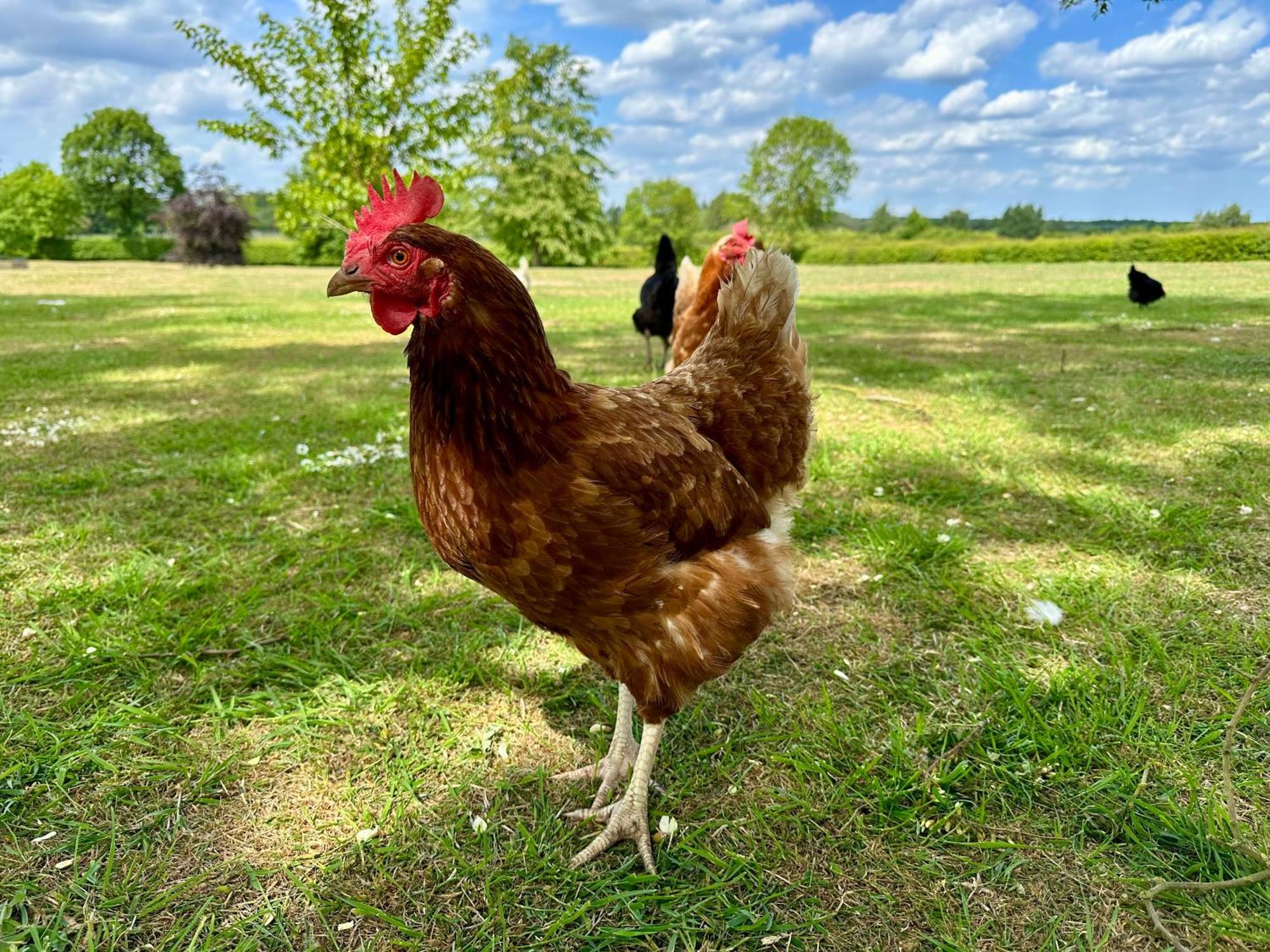 Charming Hen Cottage Countryside Retreat Lincoln Newball Exteriör bild